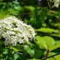 Black Haw Viburnum (Viburnum Prunifolium) Live Plant