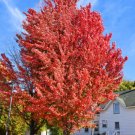 Celebration Maple Qt. Pot Live Plant - Fast Growing & Easy to Maintain