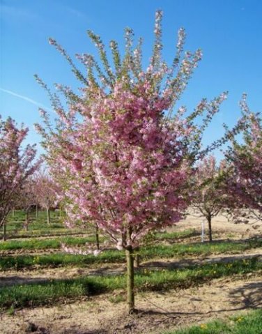 Autumnalis Flowering Cherry Tree