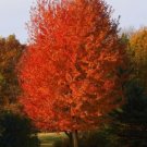 Autumn Blaze Maple Quart Pot Live Plant - Fast Growing & Easy to Maintain