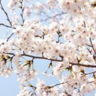Akebono Flowering Cherry Tree