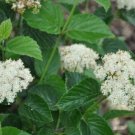 Chicago Lustre Viburnum Shrub Live Plant