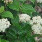 Chicago Lustre Viburnum Shrub Live Plant