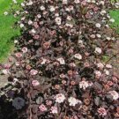 Crimson Diablo Ninebark Shrub 2.5"" Pot Live Plant - Fast Growing & Easy to Maint