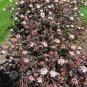 Crimson Diablo Ninebark Shrub 2.5"" Pot Live Plant - Fast Growing & Easy to Maint