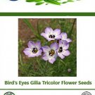 Best-Selling 1 oz ounce BIRDS EYES Gilia Tricolor Flower Seeds (63,000 Seeds)