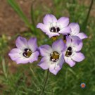 Best-Selling 1000 BIRDS EYES Gilia Tricolor Flower Seeds