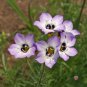 Best-Selling 1000 BIRDS EYES Gilia Tricolor Flower Seeds