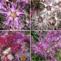 Best-Selling 1oz Dianthus Rainbow Loveliness Mixed Flower Seeds (50,000+ Seeds)