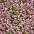 Top-Quality 1000 Pink Sweet Alyssum Seeds Dwarf Lobularia Maritima (Ground Cover)