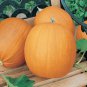 Limited Edition 75 Pumpkin Seeds - Jack O Lantern - Organic Heirloom - Non-GMO