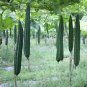Top-Quality 25 Gourds Seeds - Luffa Sponge Heirloom - Premium Non-GMO, Loofa, Loofah