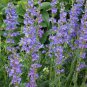 Limited Edition 1000 Penstemon Seeds ROCKY MOUNTAIN Perennial Beardtongue Hummingbirds