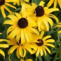 Top-Quality 3000 Black Eyed Susan Flower Seeds Rudbeckia Hirta Perennial