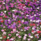 Exclusive 500 MOSS VERBENA Flower Seeds Verbena tenuisecta Mixed Colors
