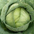 Premium 500 Late Flat Dutch Cabbage Seeds Heirloom