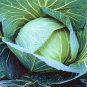 Premium 500 Late Flat Dutch Cabbage Seeds Heirloom