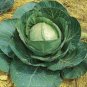 Premium 500 Late Flat Dutch Cabbage Seeds Heirloom