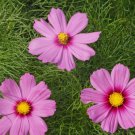 Limited Edition 1000 Cosmos 