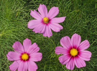 Limited Edition 1000 Cosmos 