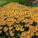 New Arrival 1oz Black Eyed Susan Flower Seeds Rudbeckia Hirta Perennial (Aprox 106,000 Seed)