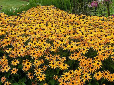 New Arrival 1oz Black Eyed Susan Flower Seeds Rudbeckia Hirta Perennial (Aprox 106,000 Seed)