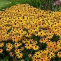 New Arrival 1oz Black Eyed Susan Flower Seeds Rudbeckia Hirta Perennial (Aprox 106,000 Seed)