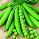 Best-Selling 100 Lincoln Pea Seeds Heirloom Heirloom - Non-GMO - Always Fresh Seeds!