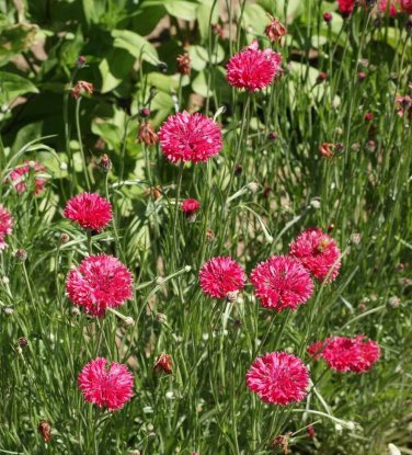 Premium 500 Tall Red Bachelor Button Flower Seeds Cornflower Centaurea cyanus