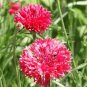 Premium 500 Tall Red Bachelor Button Flower Seeds Cornflower Centaurea cyanus