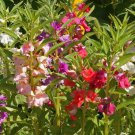 Top-Quality 250 Balsam Flower Seeds, 