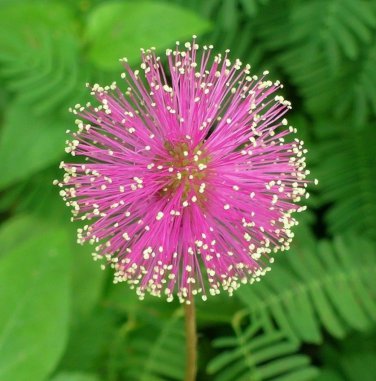 New Arrival 75 Sensitive Plant Seeds Mimosa Pudica Flower Seeds - Fun For Kids Easy To Grow