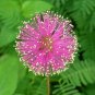 New Arrival 75 Sensitive Plant Seeds Mimosa Pudica Flower Seeds - Fun For Kids Easy To Grow