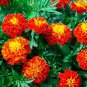 Best-Selling 1oz French Marigold Seeds 