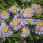 Limited Edition 1oz FLEABANE DAISY Erigeron Speciosus Flower Seeds (Approx 118,000 Seeds)