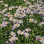 Limited Edition 1oz FLEABANE DAISY Erigeron Speciosus Flower Seeds (Approx 118,000 Seeds)