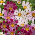 Top-Quality 1000 Cosmos Flower Seeds Sea Shells Bipinnatus