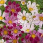 Top-Quality 1000 Cosmos Flower Seeds Sea Shells Bipinnatus