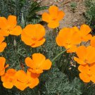 New Arrival 500 CALIFORNIA POPPY ORANGE Eschscholzia Californica Flower Seeds