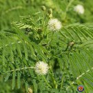 New Arrival 250 Illinois Bundleflower Seeds Mimosa Desmanthus Butterfly Host Plant