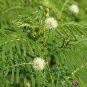New Arrival 250 Illinois Bundleflower Seeds Mimosa Desmanthus Butterfly Host Plant