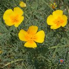 Limited Edition 500 California Poppy Flower Seeds Golden West Eschscholzia Californica