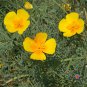 Limited Edition 500 California Poppy Flower Seeds Golden West Eschscholzia Californica
