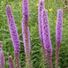 Premium 50 Thickspike Gayfeather Flower Seeds, Prairie Blazingstar, Liatris pycnostachya