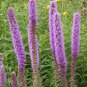 Premium 50 Thickspike Gayfeather Flower Seeds, Prairie Blazingstar, Liatris pycnostachya