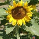 Exclusive 100 Sunflower 