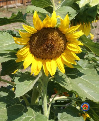 Exclusive 100 Sunflower 