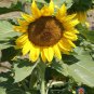 Exclusive 100 Sunflower 