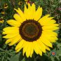 Exclusive 100 Sunflower 