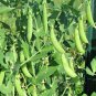 Limited Edition 75 Sugar Snap Pea Seeds